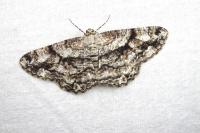 Peribatodes umbraria umbraria