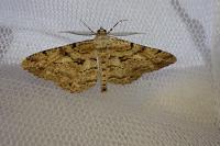 Peribatodes rhomboidaria rhomboidaria