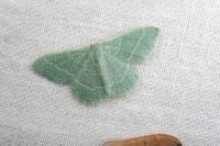 Phaiogramma etruscaria