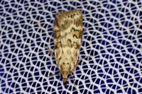 Scoparia pyralella