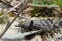 Megasis rippertella