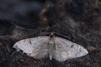 Eupithecia indigata