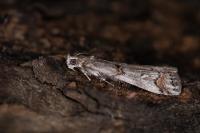 Pempelia palumbella
