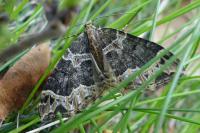 Ecliptopera silaceata