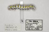 Cucullia verbasci