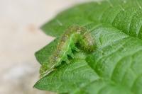 Hypena proboscidalis