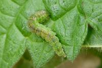 Hypena proboscidalis