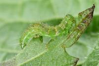 Hypena proboscidalis