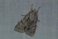 Acronicta psi/tridens