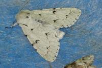 Acronicta leporina