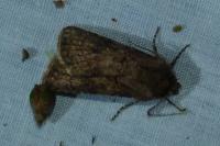 Agrotis segetum