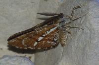 Bupalus piniaria