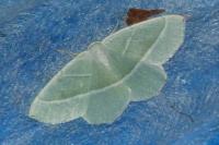 Campaea margaritaria