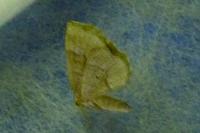 Cepphis advenaria