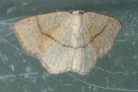 Cyclophora punctaria