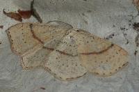 Cyclophora punctaria