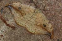 Drepana falcataria