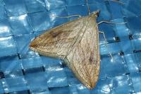 Evergestis forficalis