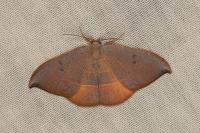 Watsonalla uncinula