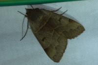 Minucia lunaris