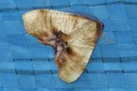 Plagodis dolabraria