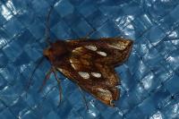 Plusia festucae