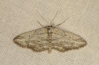 Idaea calunetaria