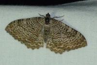 Rheumaptera undulata