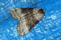 Tetheella fluctuosa