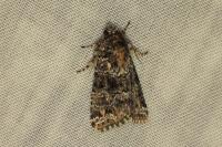 Callopistria latreillei