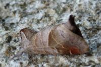 Clostera pigra
