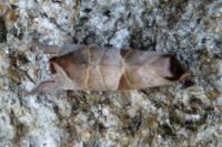 Clostera pigra