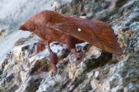 Odonestis pruni