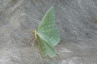 Geometra papilionaria