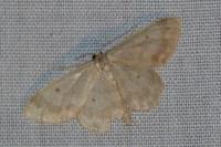 Idaea biselata