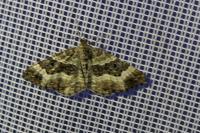 Epirrhoe alternata