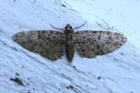 Eupithecia