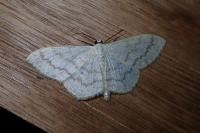 Scopula floslactata