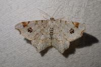 Macaria notata