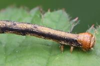 Phigaliohybernia