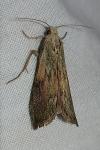 Aphomia sociella