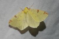 Opisthograptis luteolata
