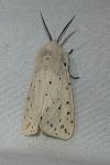 Spilosoma lubricipeda