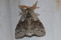 Calliteara pudibunda