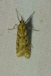 Eudonia angustea