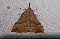 Hypena proboscidalis