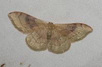 Idaea degeneraria