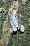 Phalera bucephala