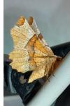 Selenia lunularia