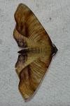 Plagodis dolabraria